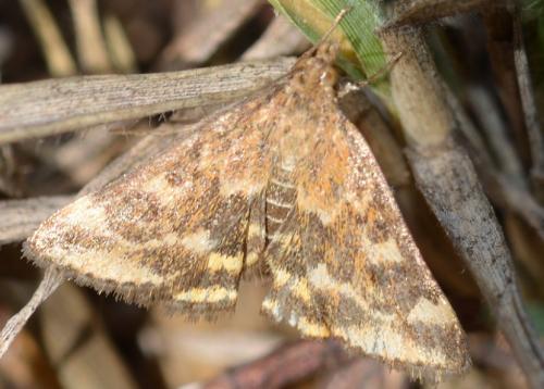 Réf. 294 793 : Pyrausta despicata